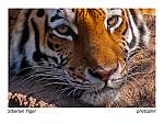 animals 10