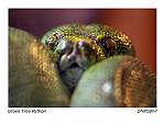 animals 11