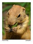 animals 12