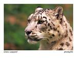 animals 3