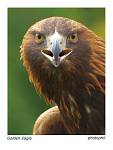 animals 4
