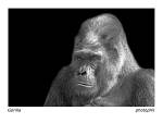 animals 5