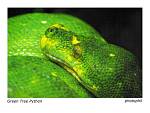 animals 6