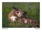 animals 7