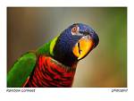 animals 8