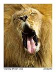 animals 9