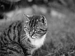 blackwhite 6